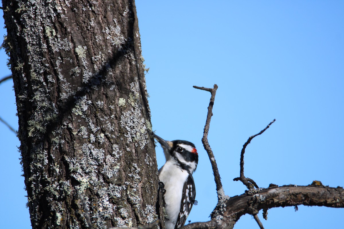 Hairy Woodpecker (Eastern) - Ryan Giordanelli