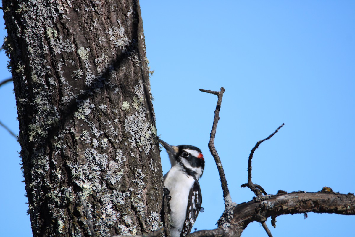 Pico Velloso (grupo villosus) - ML617033002