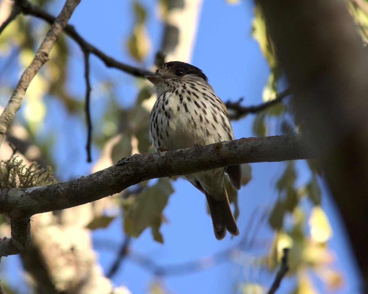 African Broadbill - ML617033012