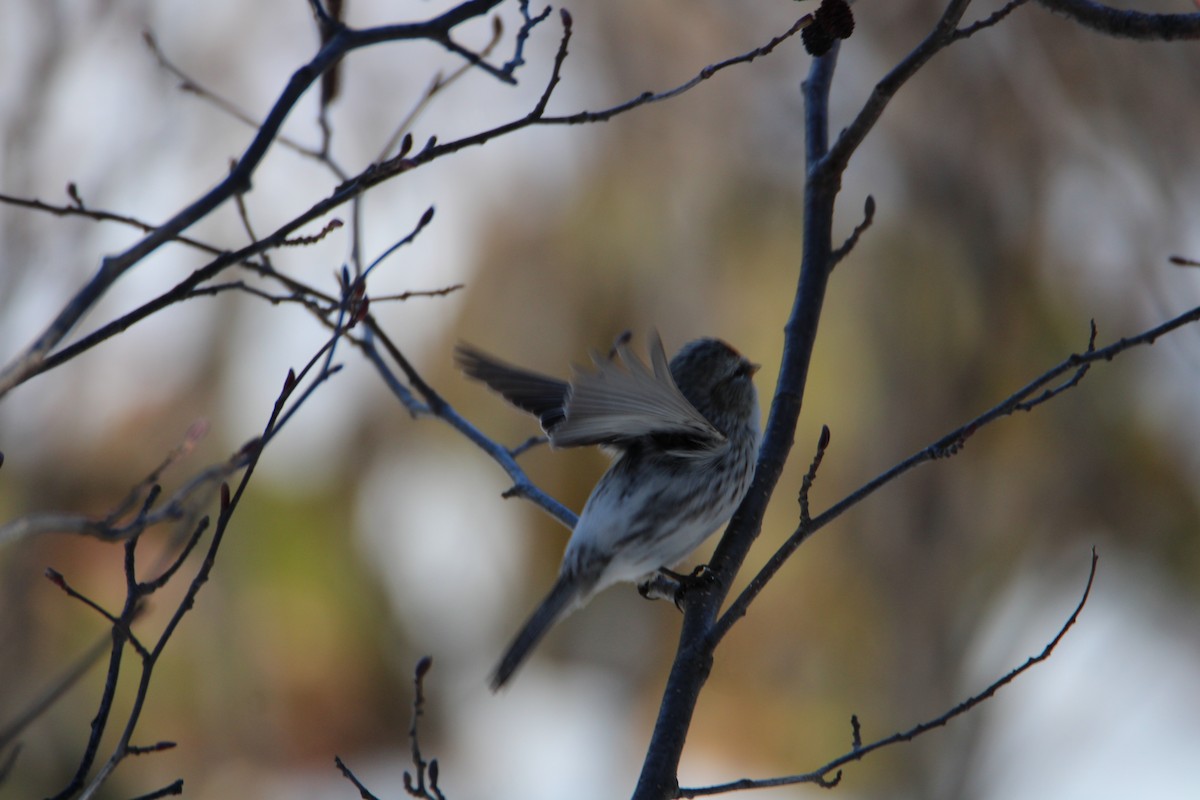 Redpoll (Common) - ML617033014