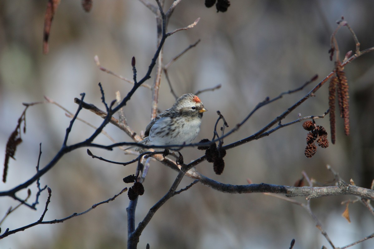 Redpoll (Common) - ML617033015