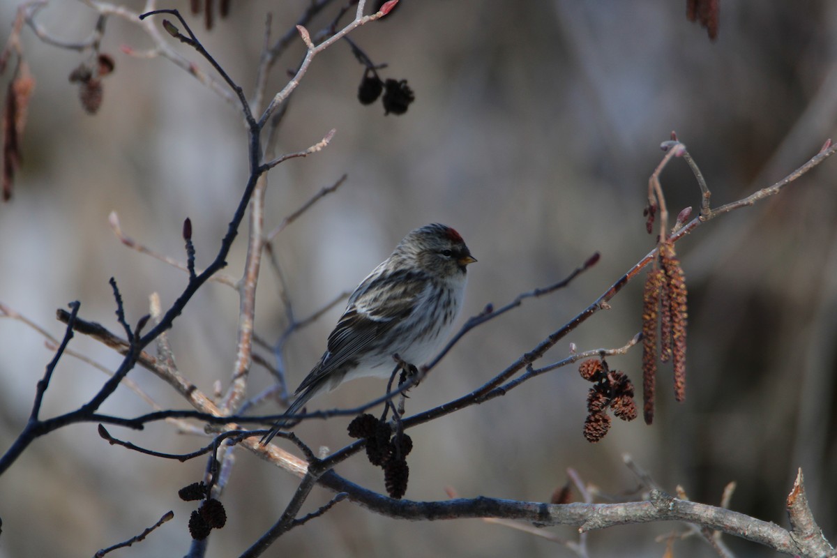Redpoll (Common) - ML617033016