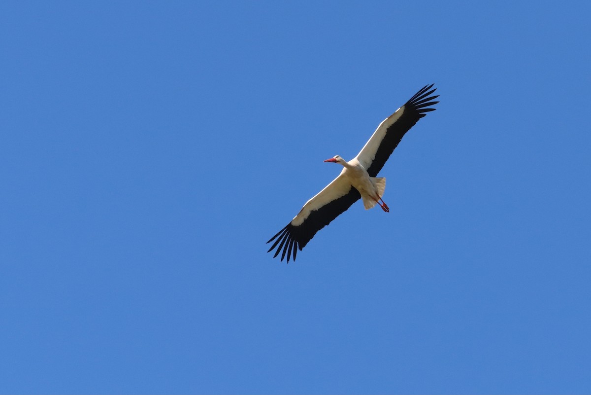 White Stork - Laurent Chevallier