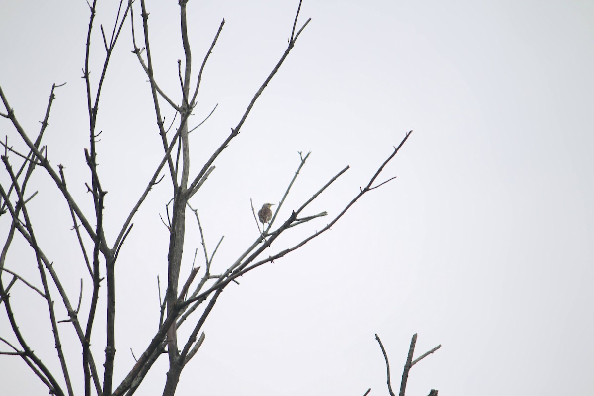 Eastern Meadowlark - Everett Behr