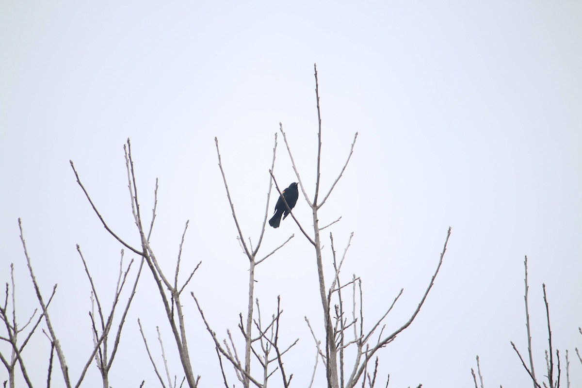 Red-winged Blackbird - Everett Behr