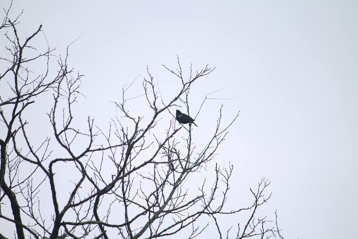 Red-winged Blackbird - Everett Behr