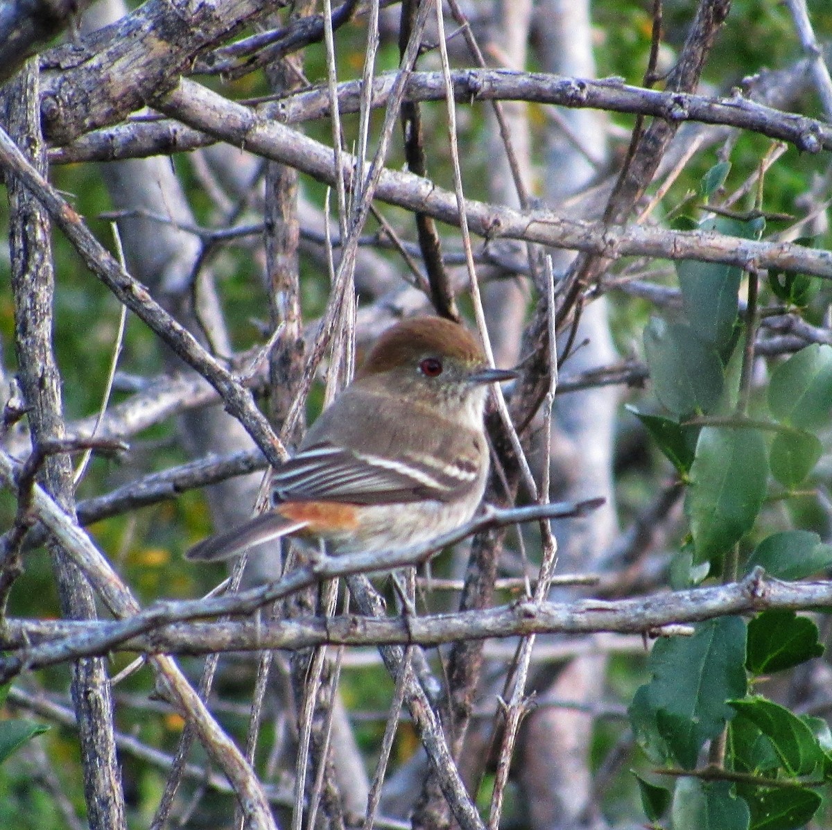 Cinereous Tyrant - AndreLu AndreaVergara