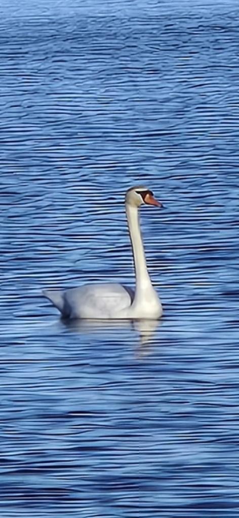 Mute Swan - Andy Smith
