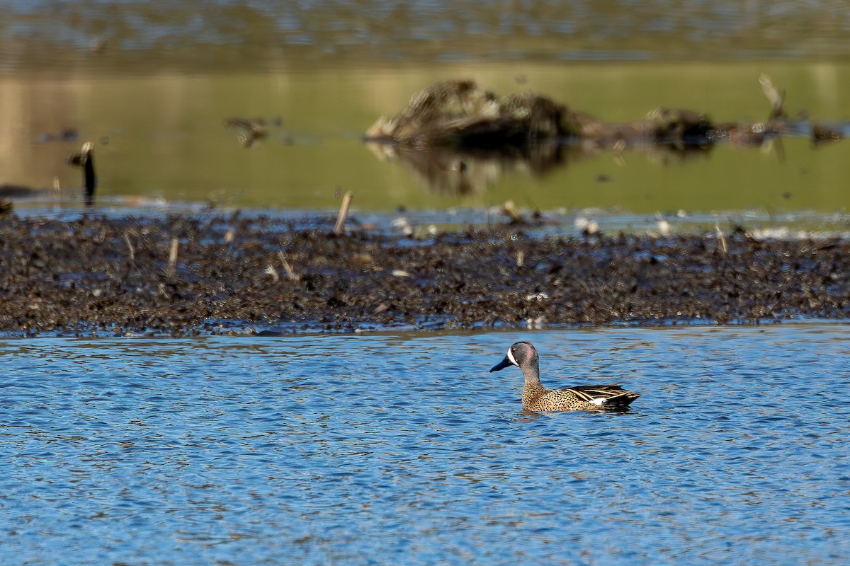 Blue-winged Teal - ML617033209