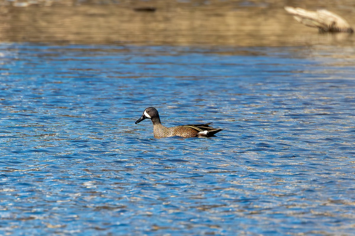 Blue-winged Teal - ML617033210