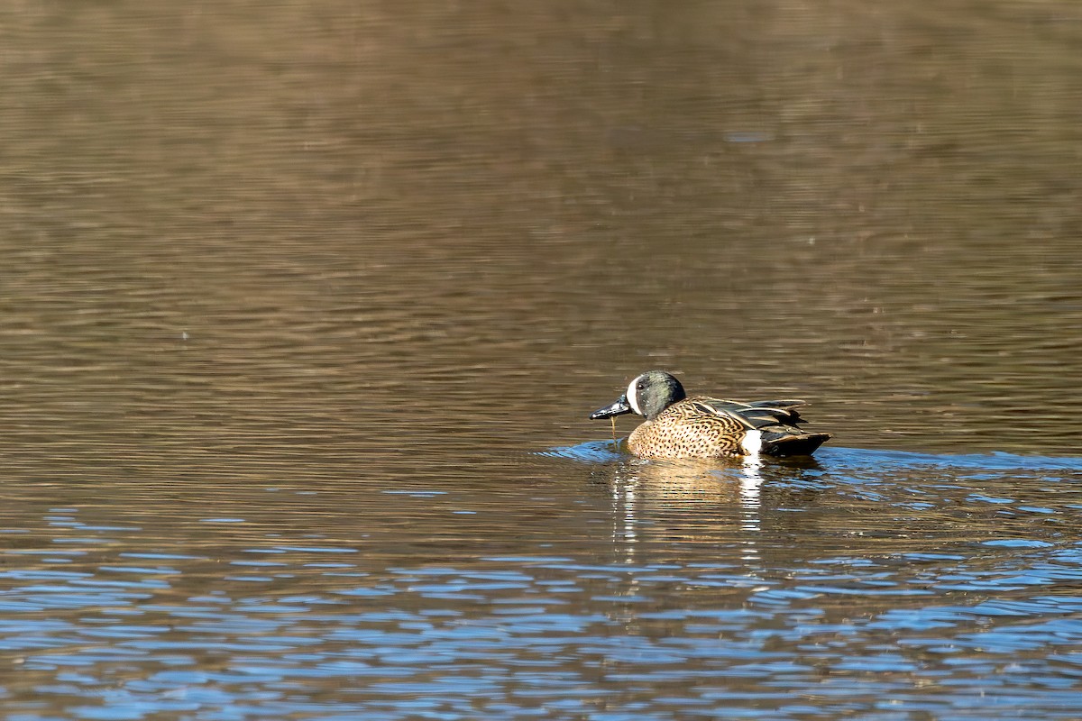 Blue-winged Teal - ML617033211