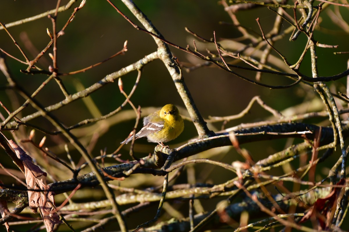 Pine Warbler - ML617033217
