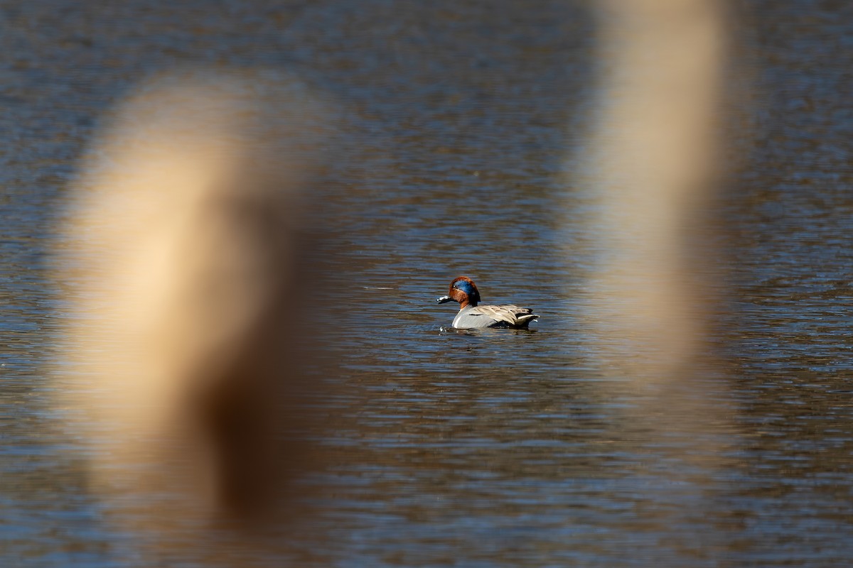 Green-winged Teal - ML617033227