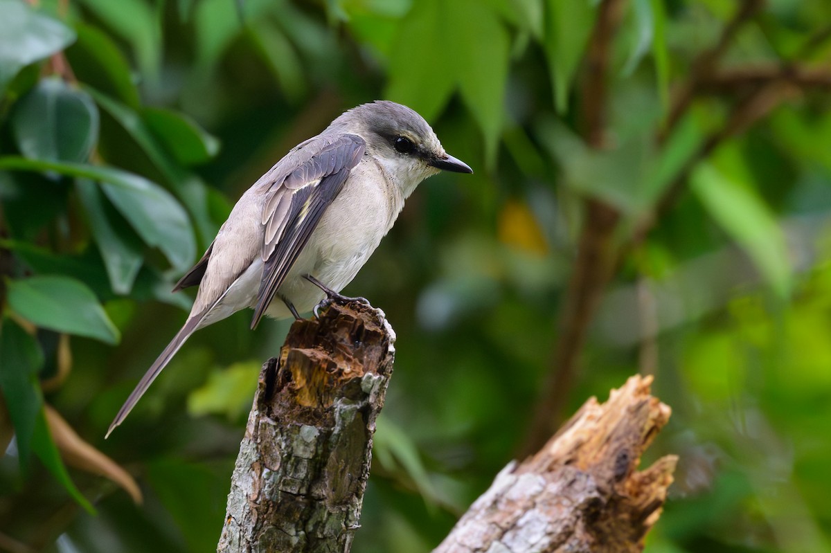 Brown-rumped Minivet - ML617033272