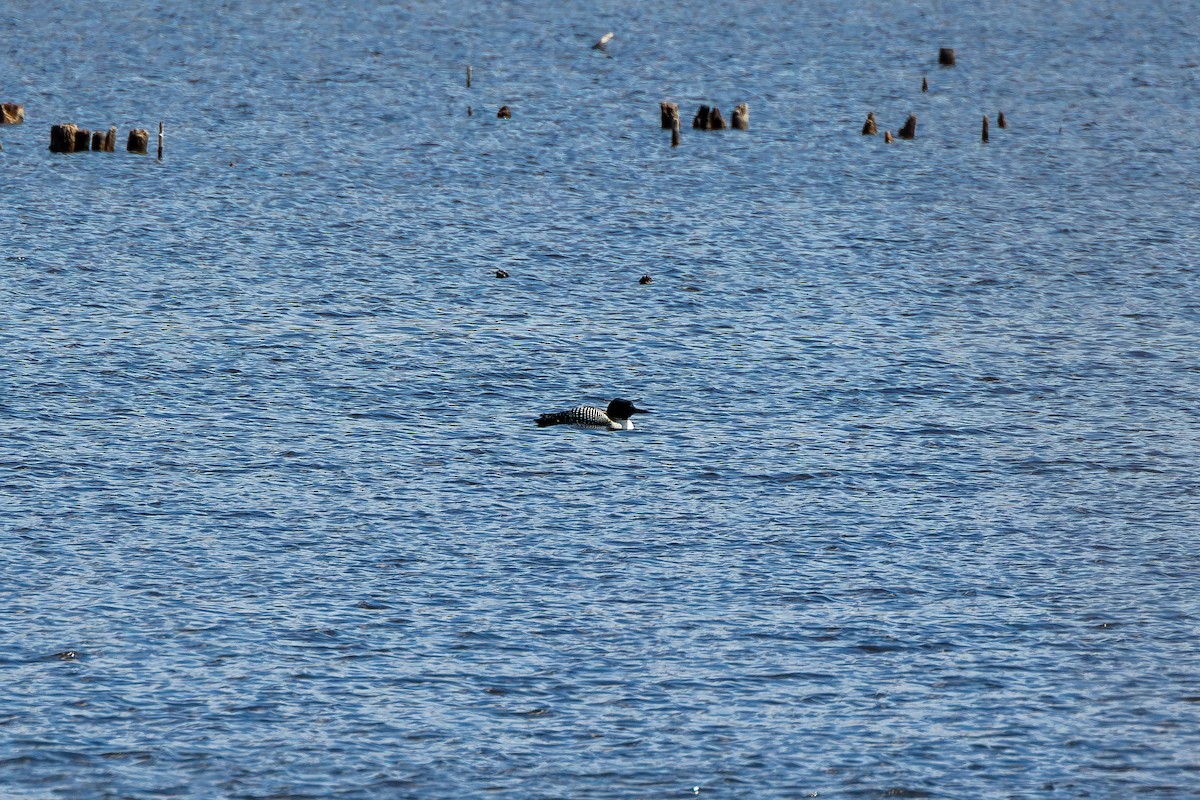 Common Loon - ML617033311