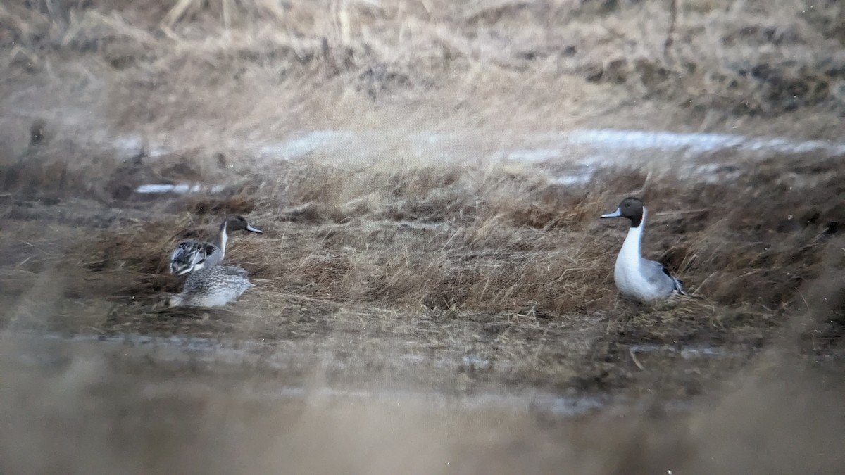 Northern Pintail - Sarah MacKenzie