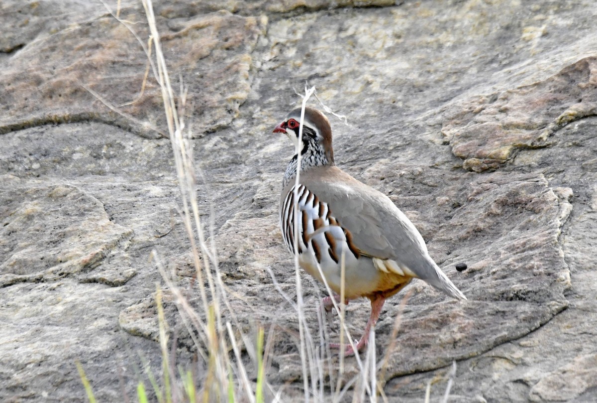 Red-legged Partridge - ML617033426