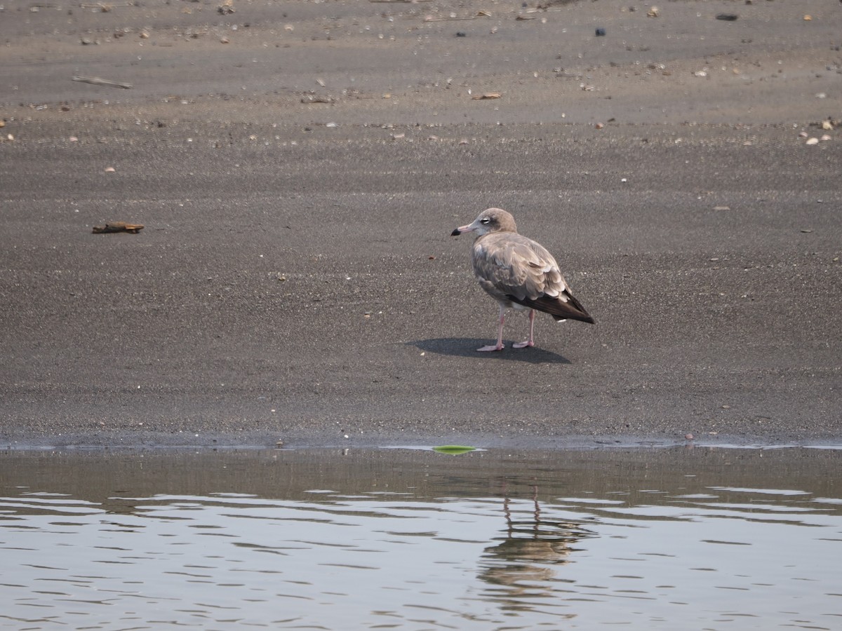 Black-tailed Gull - ML617033489