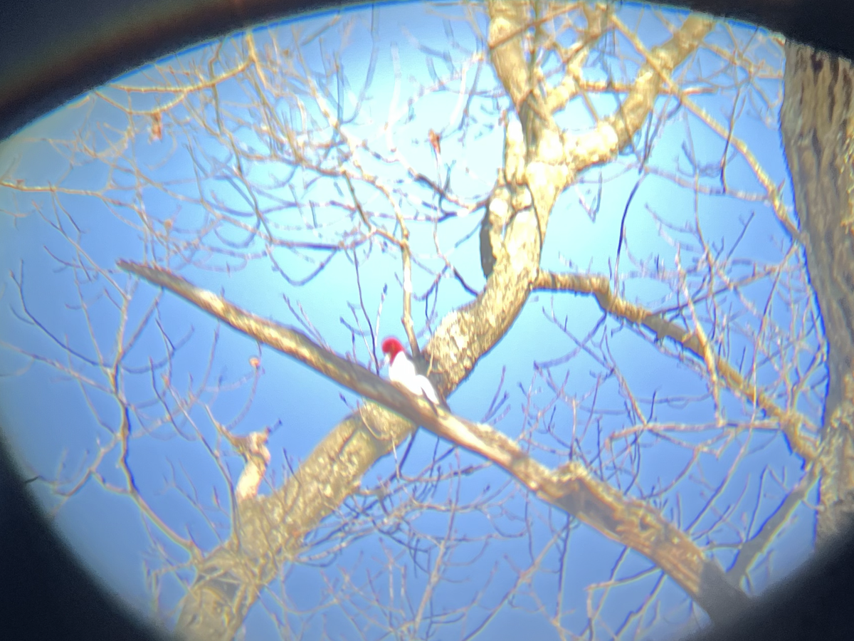 Red-headed Woodpecker - ML617033493