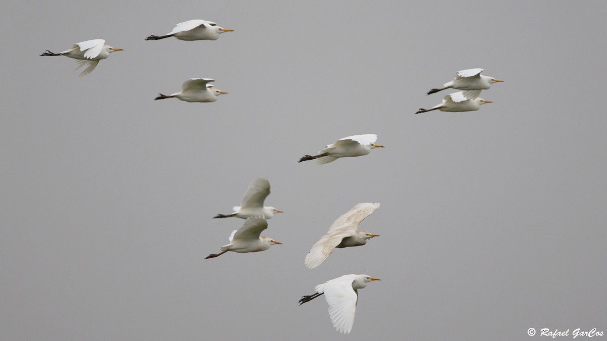 Western Cattle Egret - ML617033539