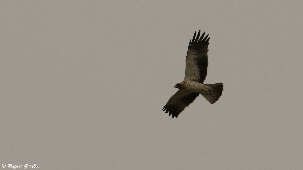 Booted Eagle - ML617033555