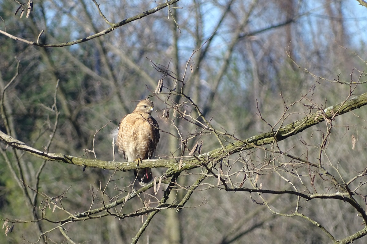 Red-shouldered Hawk - ML617033564