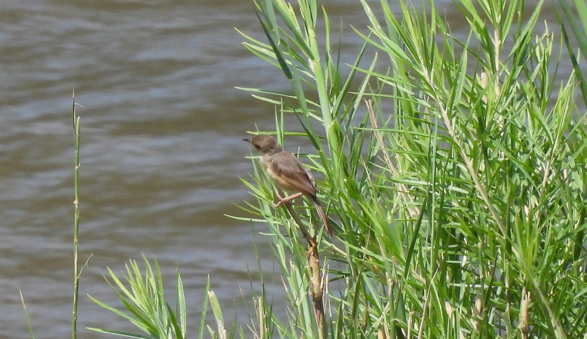 Little Rush Warbler - ML617033607