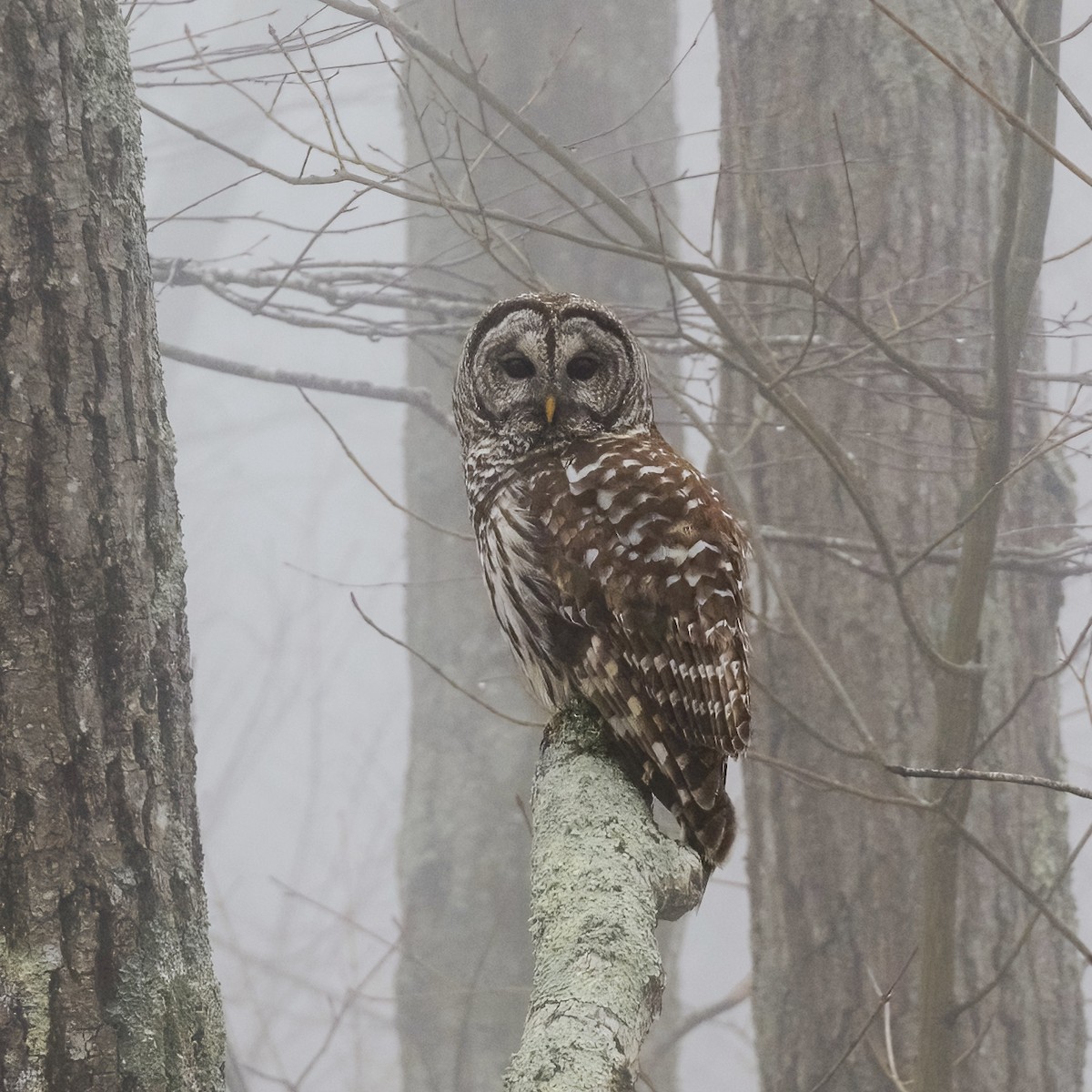 Barred Owl - ML617033663