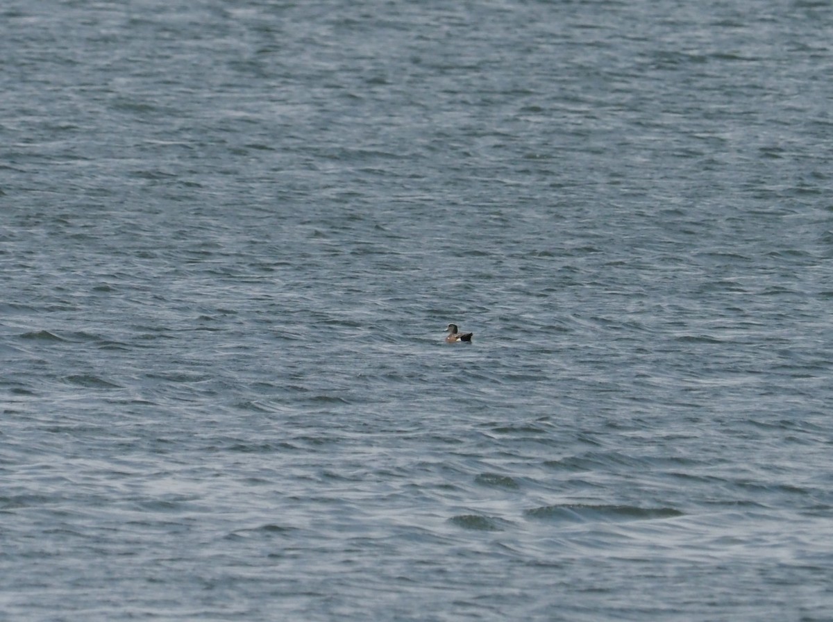 American Wigeon - Bill Bunn