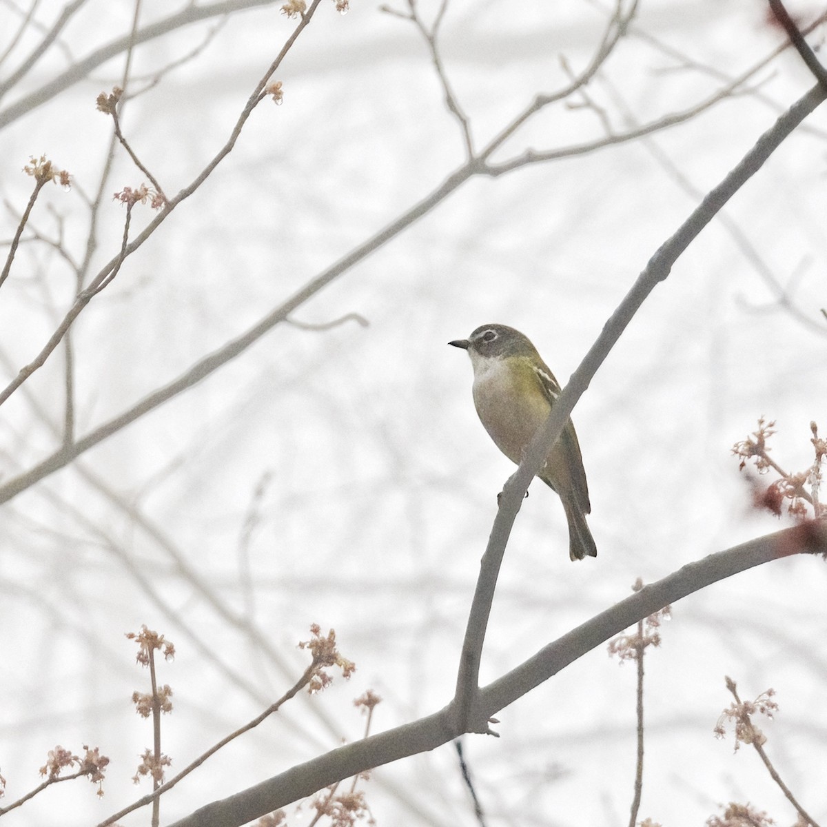 Blue-headed Vireo - ML617033672