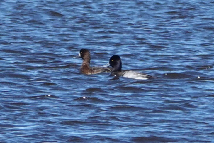 Greater Scaup - ML617033678