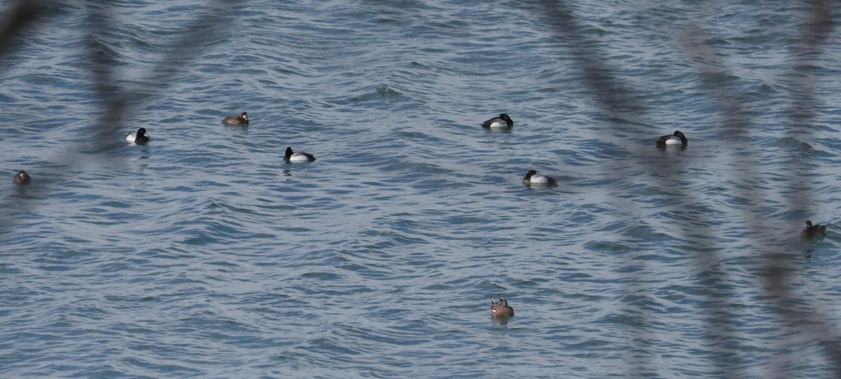 Greater Scaup - Bill Bunn