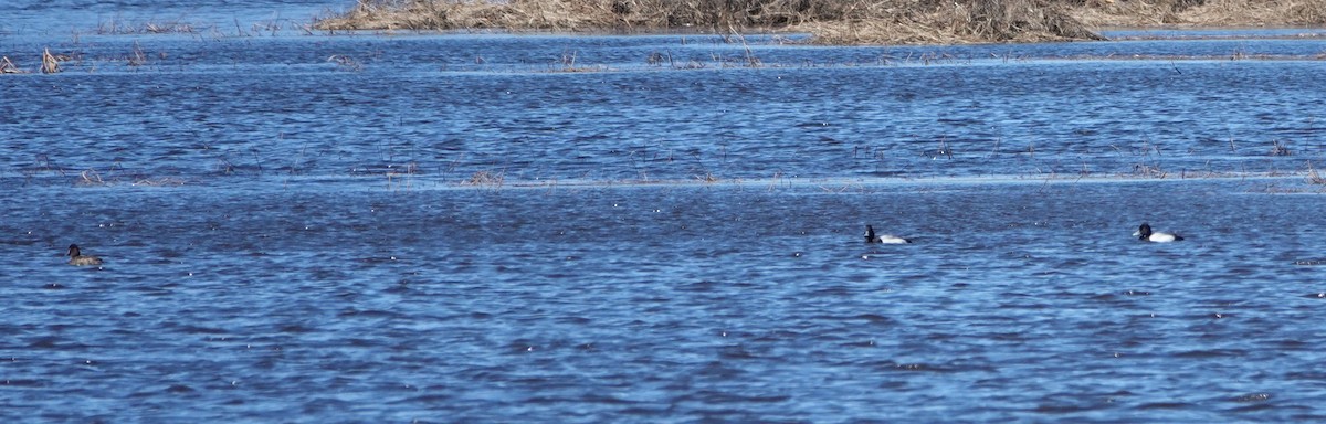 Greater Scaup - ML617033699