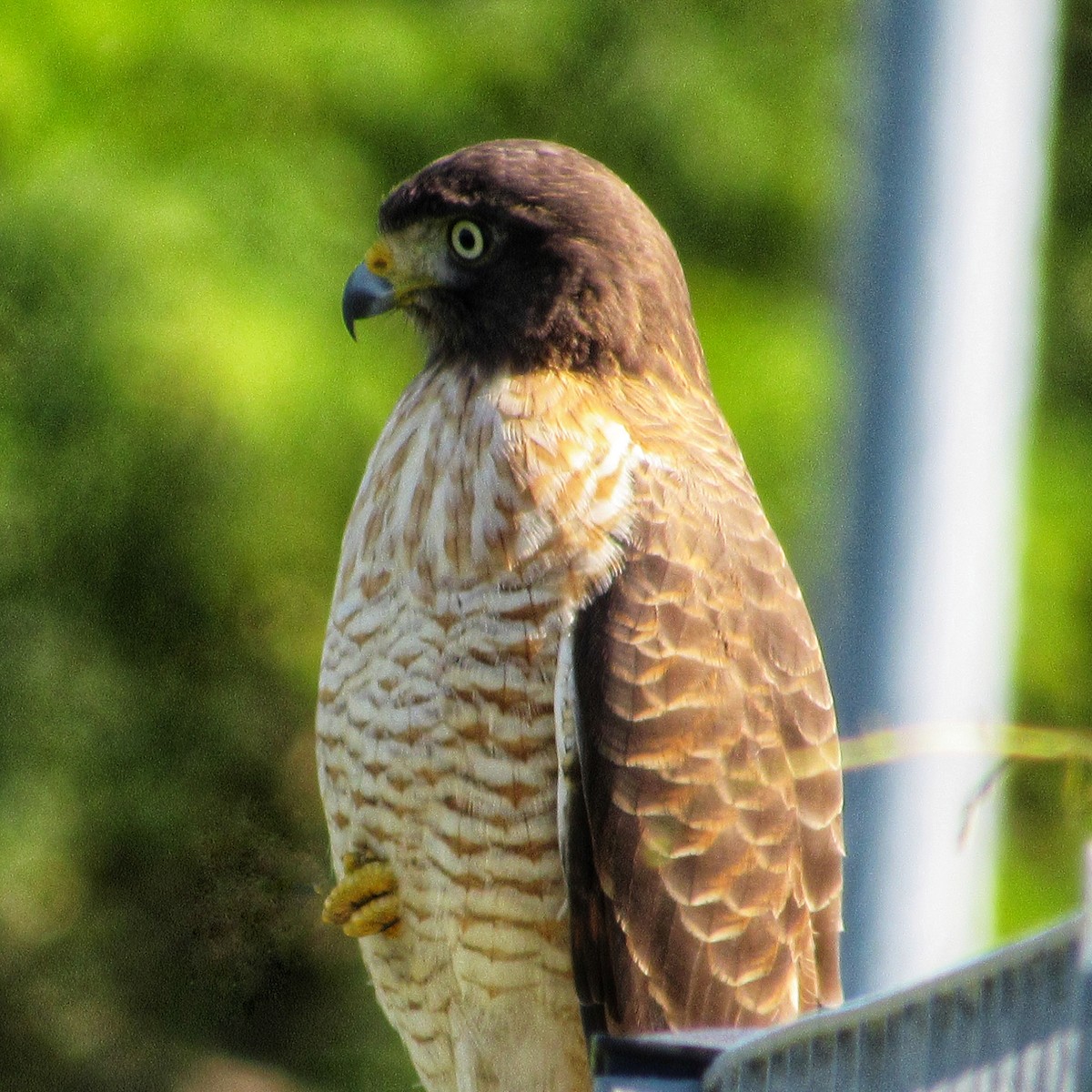 Roadside Hawk - ML617033702