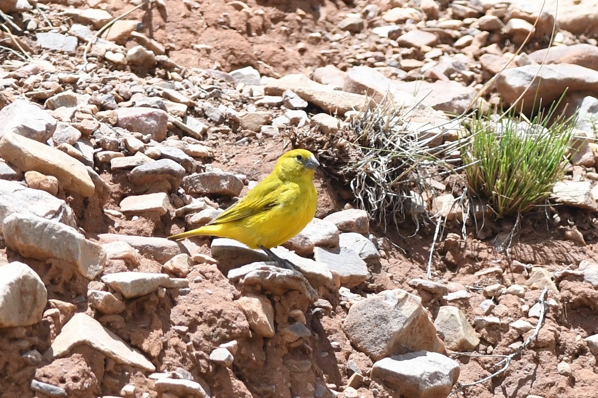 Puna Yellow-Finch - Antoine Reboul