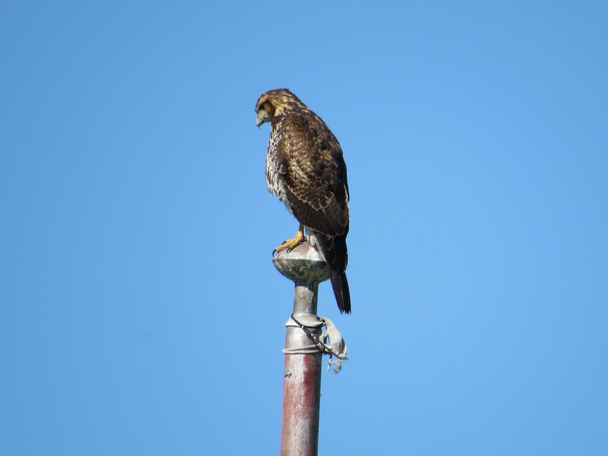 Harris's Hawk - ML617033721