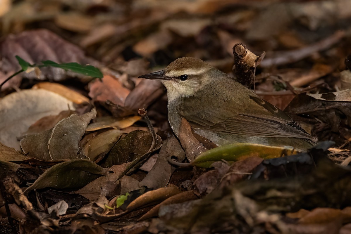 Swainson's Warbler - Jennifer Esten