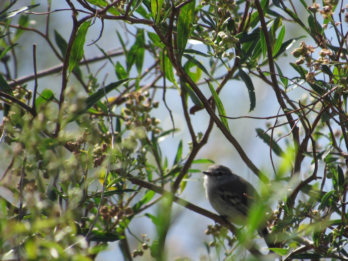 White-crested Tyrannulet - ML617033753