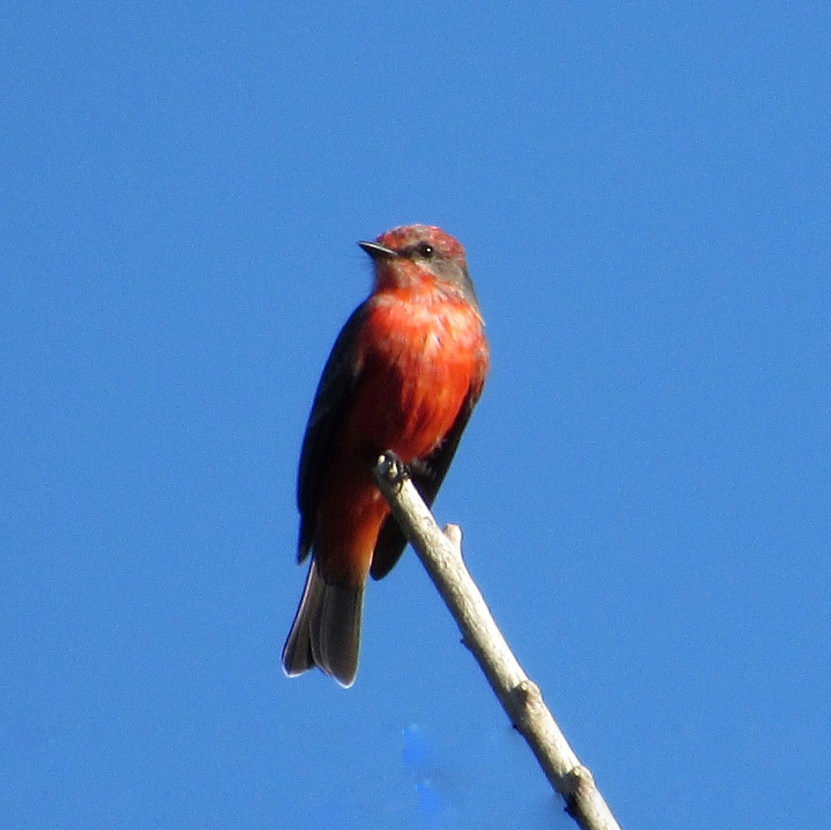 Vermilion Flycatcher - ML617033755