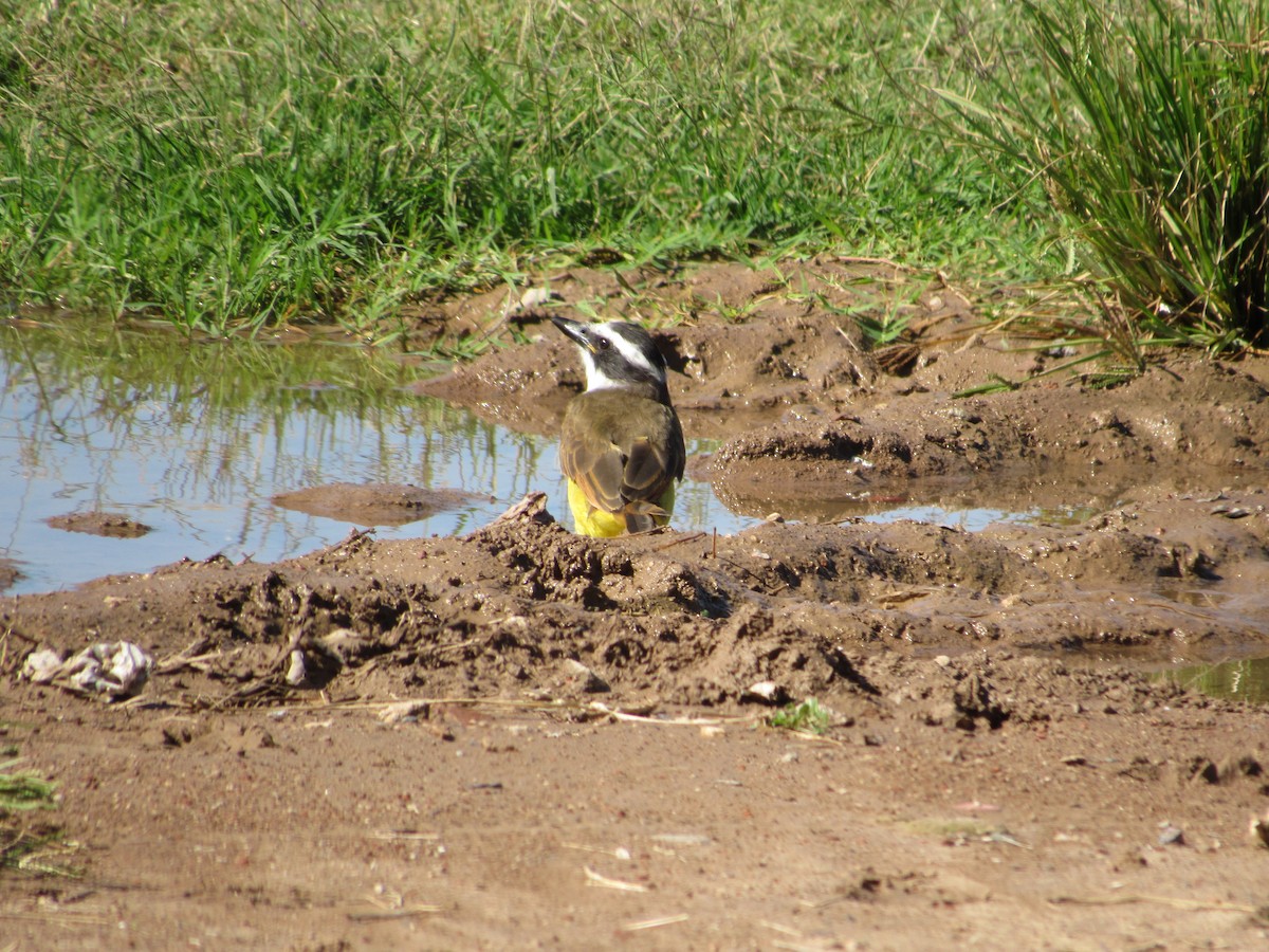 Great Kiskadee - AndreLu AndreaVergara