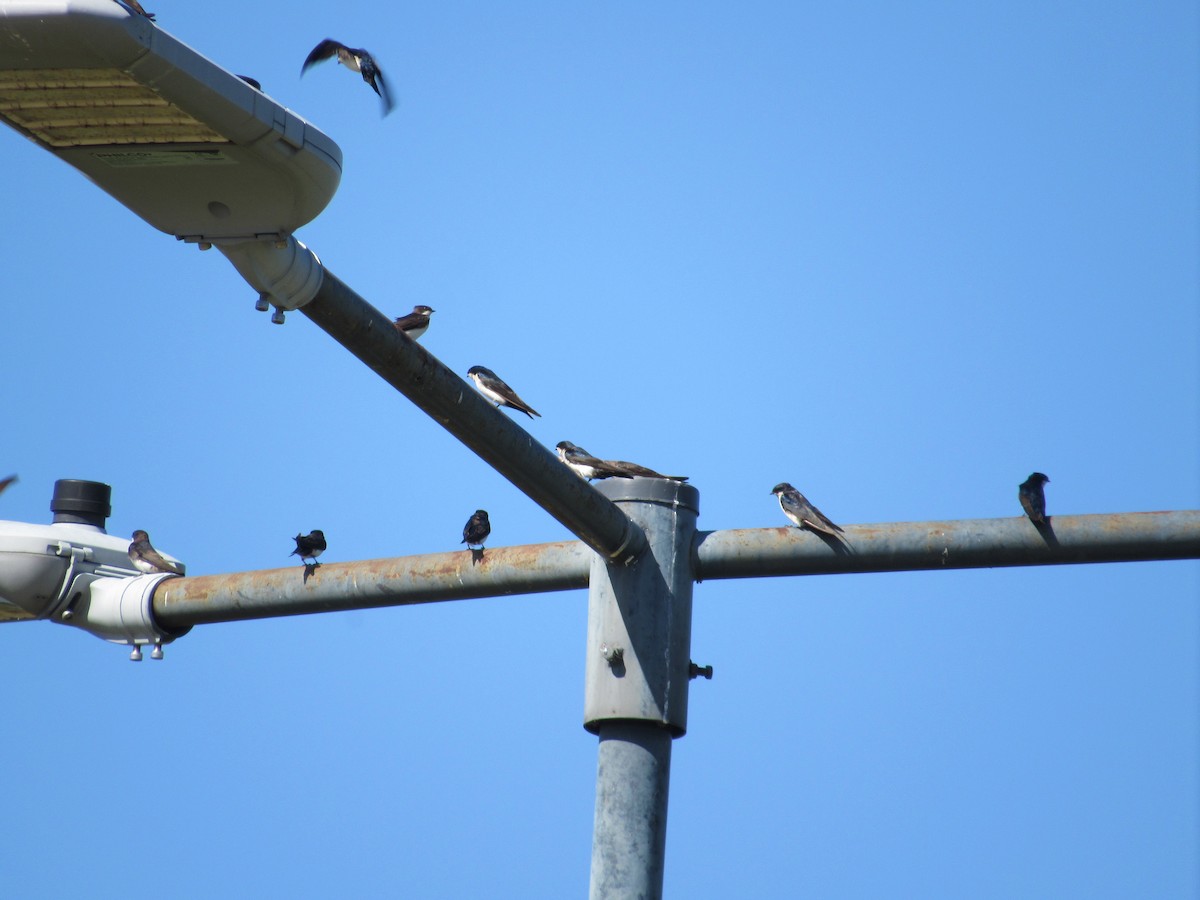 Blue-and-white Swallow - ML617033774