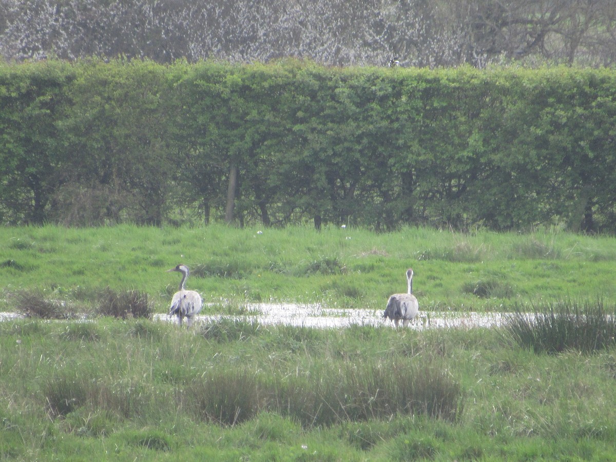 Common Crane - Mike Ball