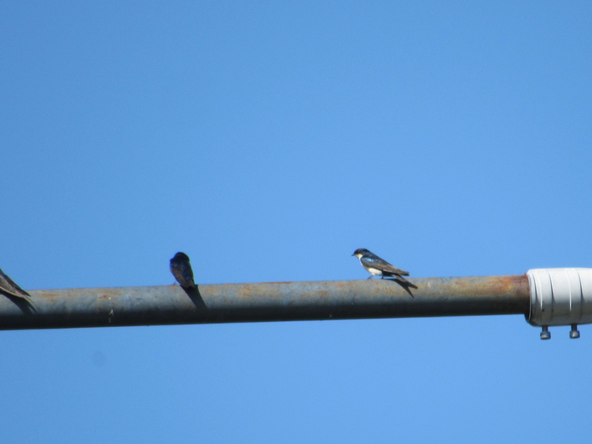 Blue-and-white Swallow - AndreLu AndreaVergara