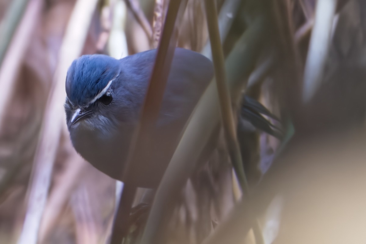 Chinese Shortwing - ML617033780