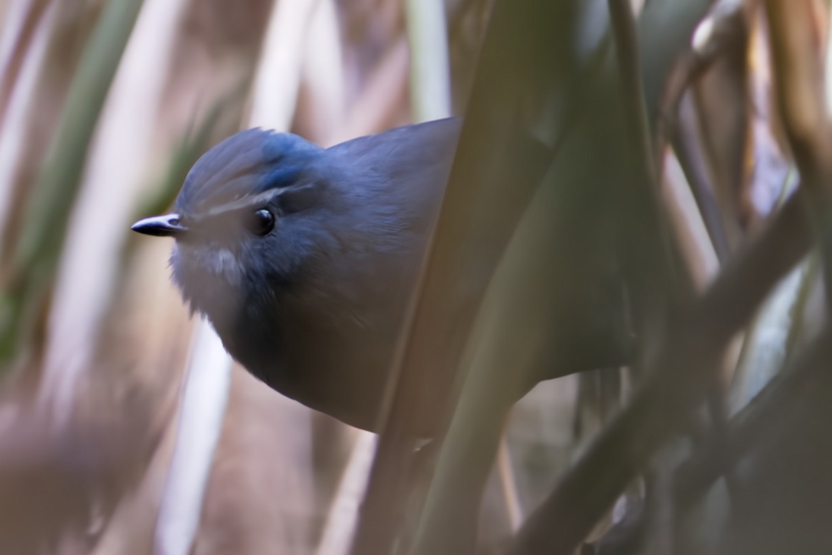 Chinese Shortwing - ML617033781