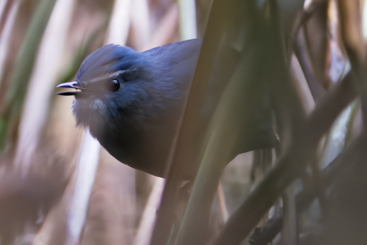 Chinese Shortwing - ML617033782