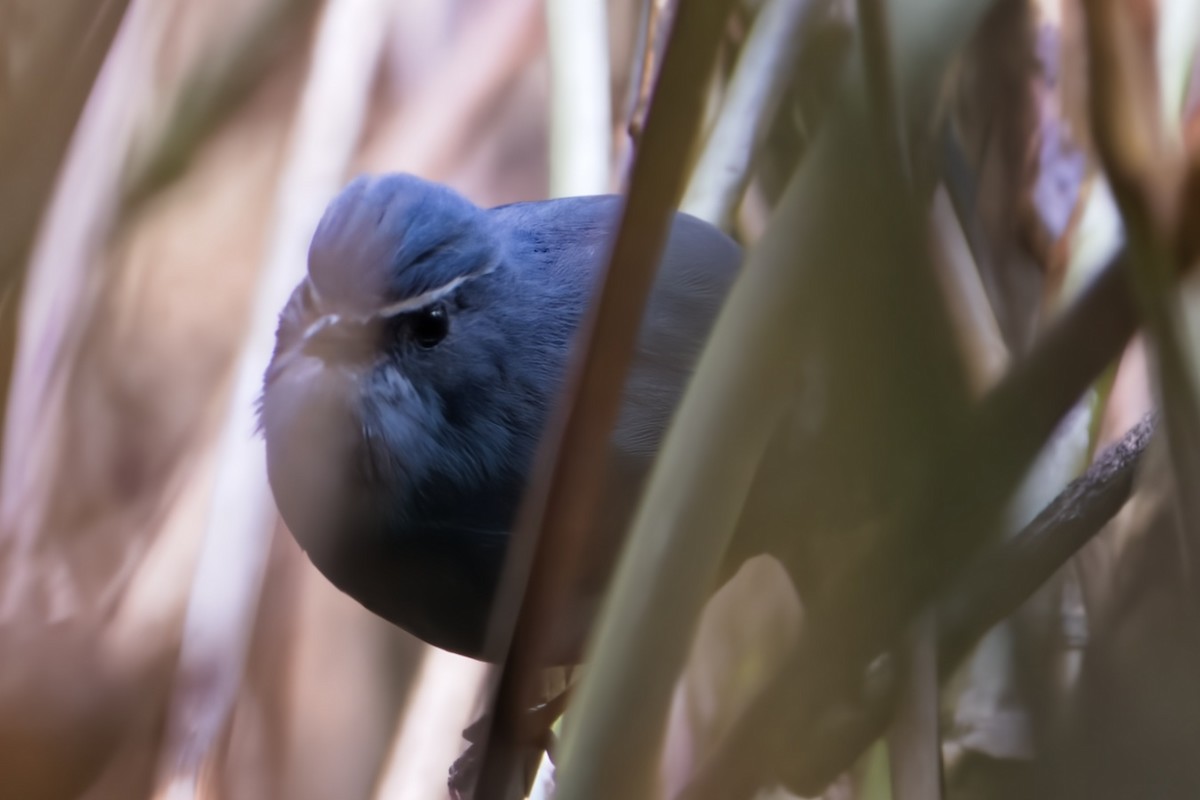 Chinese Shortwing - ML617033783