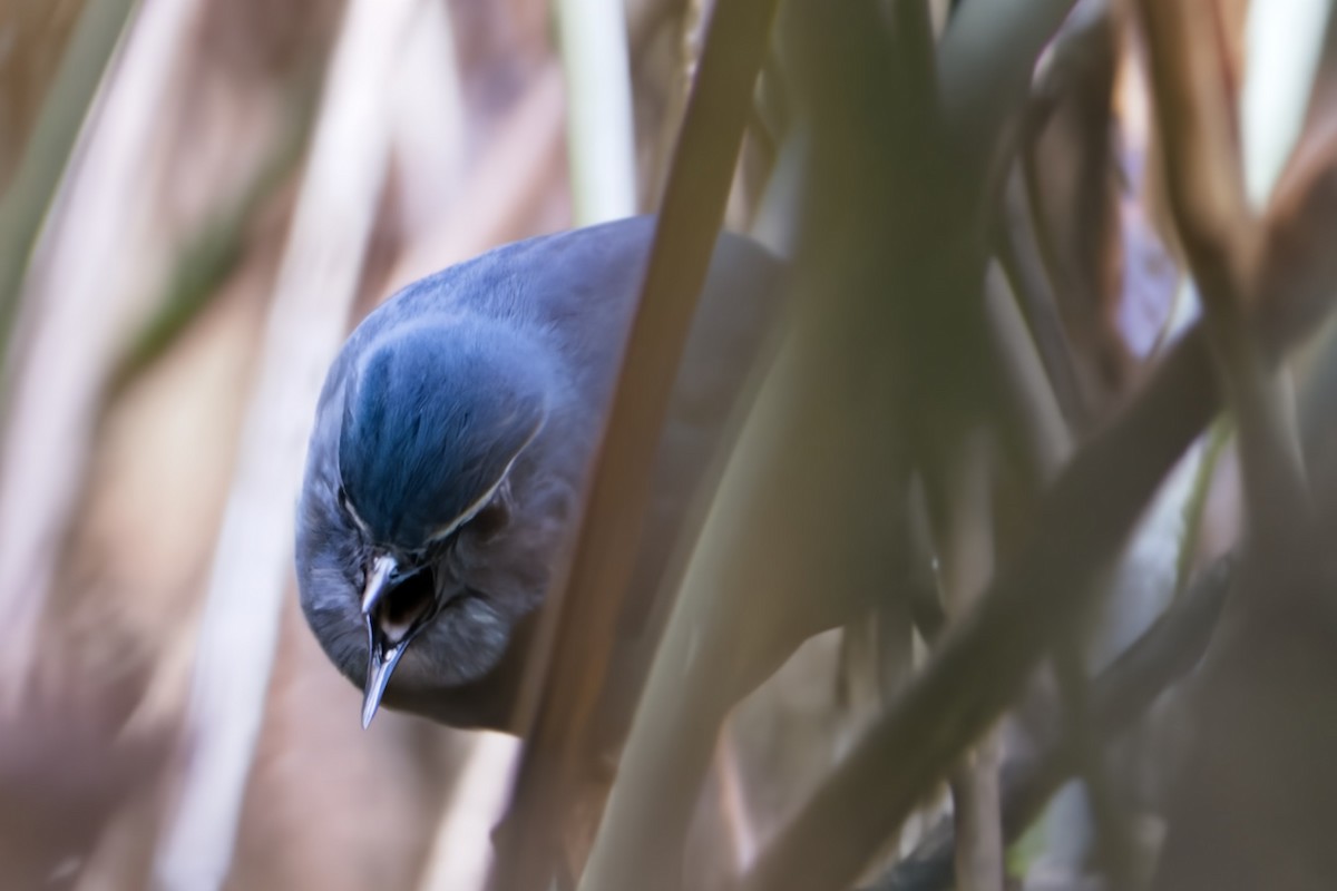 Chinese Shortwing - ML617033784