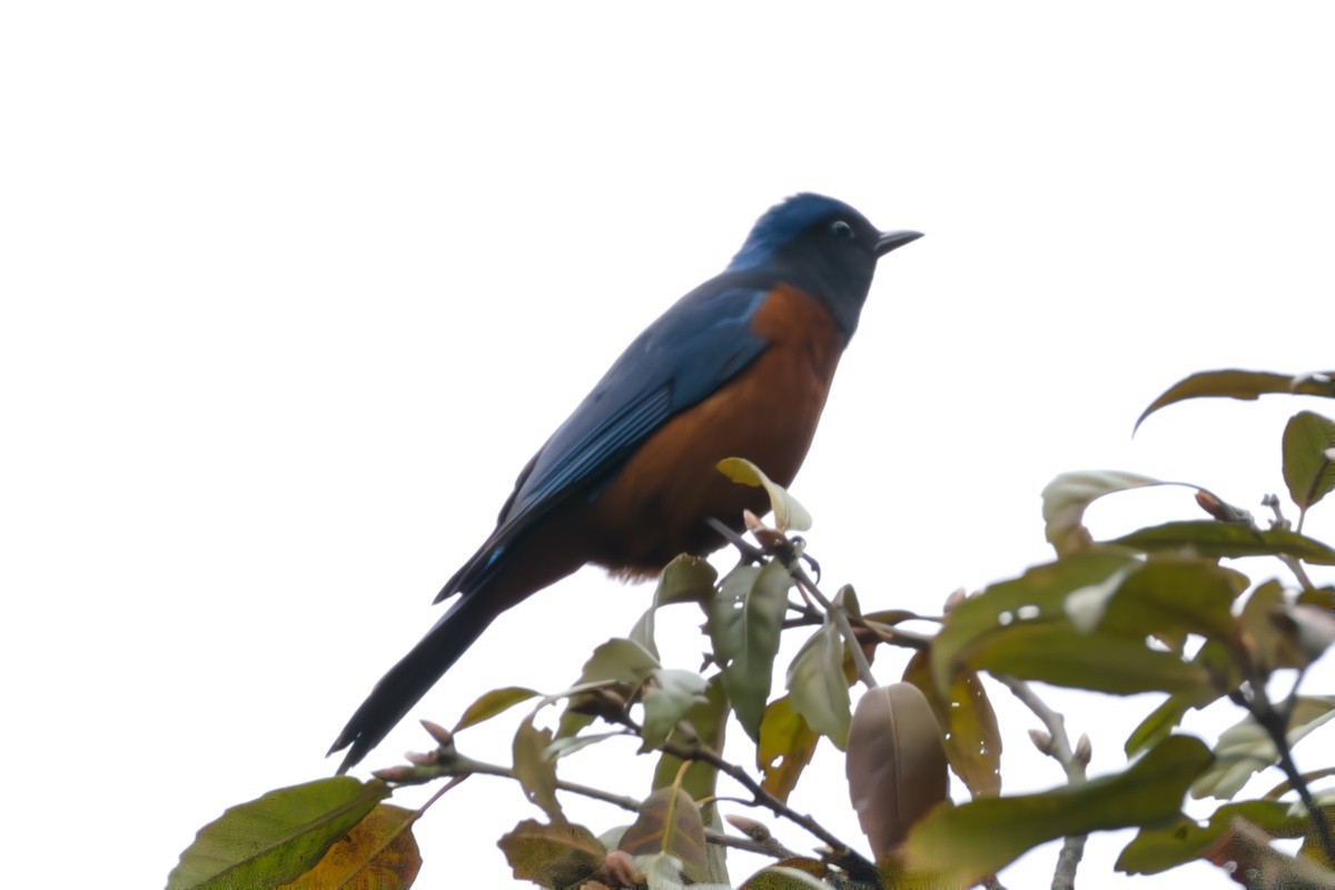 Chestnut-bellied Rock-Thrush - ML617033789