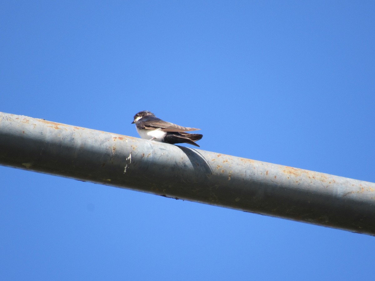 Blue-and-white Swallow - ML617033790